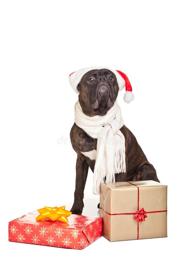 Christmas Dog with Presents Stock Photo Image of cool, claus 22601454