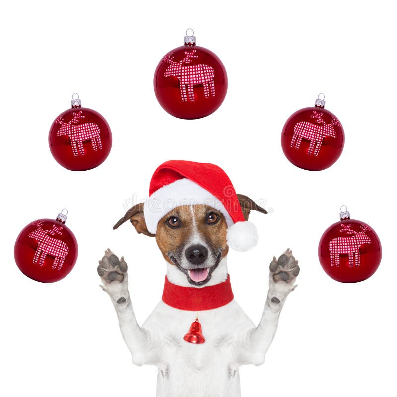 Christmas dogs stock photo. Image of color, frontal, australian 45179844