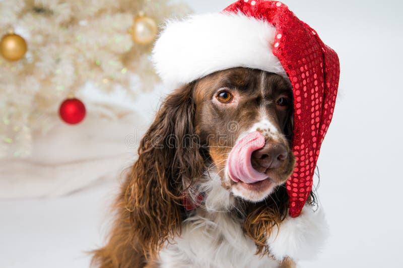 Sladké springer spaniel pes nosí Santa klobúk pred vianočný stromček.