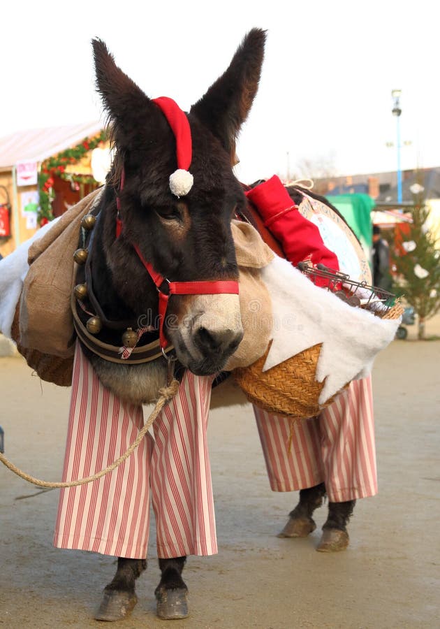 Donkey with Christmas Hat stock image. Image of christmas 19750443