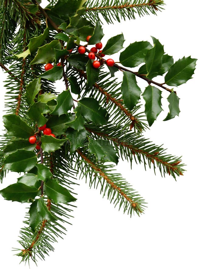 Inverno o a tema Natalizio / angolo sfondo con un vero e proprio evergreen albero e rami di agrifoglio isolato su uno sfondo bianco.