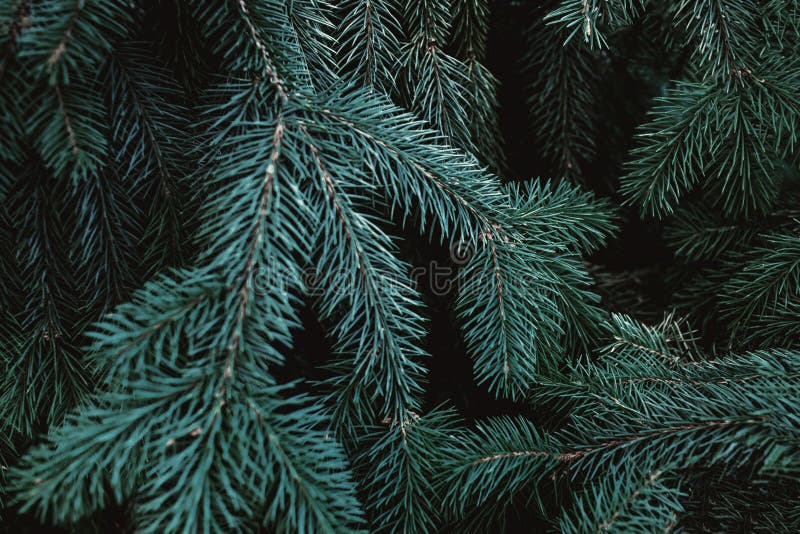 Christmas Fir Tree Branches Background. Christmas Pine Tree Wall Stock