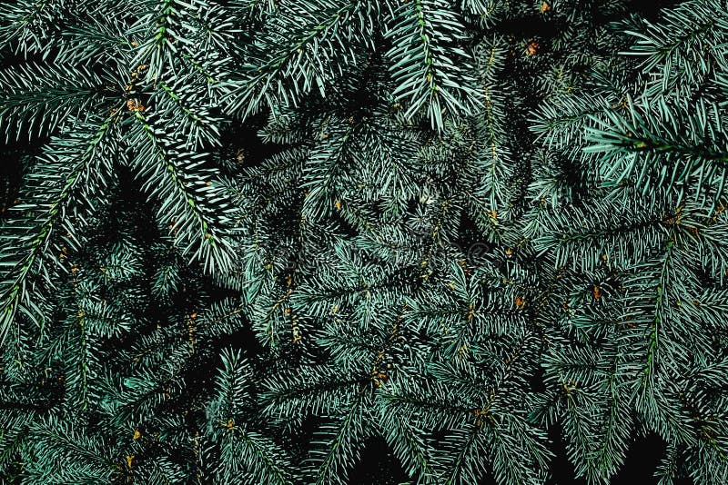 Christmas tree branches background Stock Photo