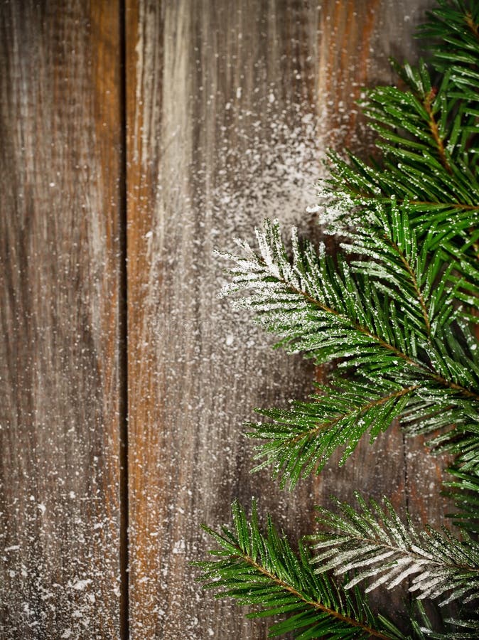 Christmas fir tree covered with snow