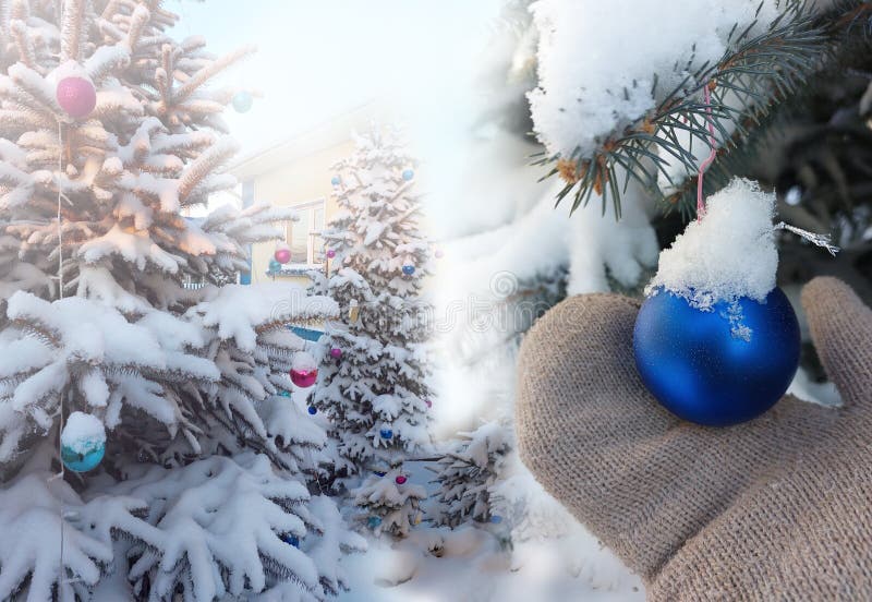 Christmas fir-trees decorated by spheres, under a snow near house