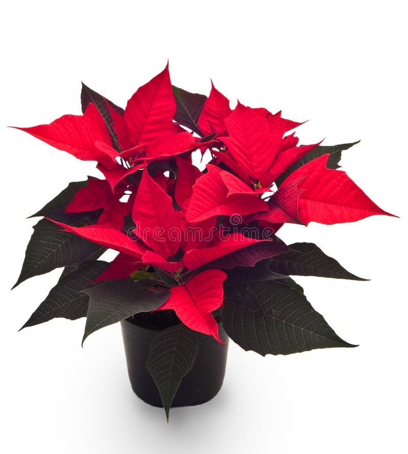 Red Poinsettia. Christmas Flower with Golden Deco Stock Image Image