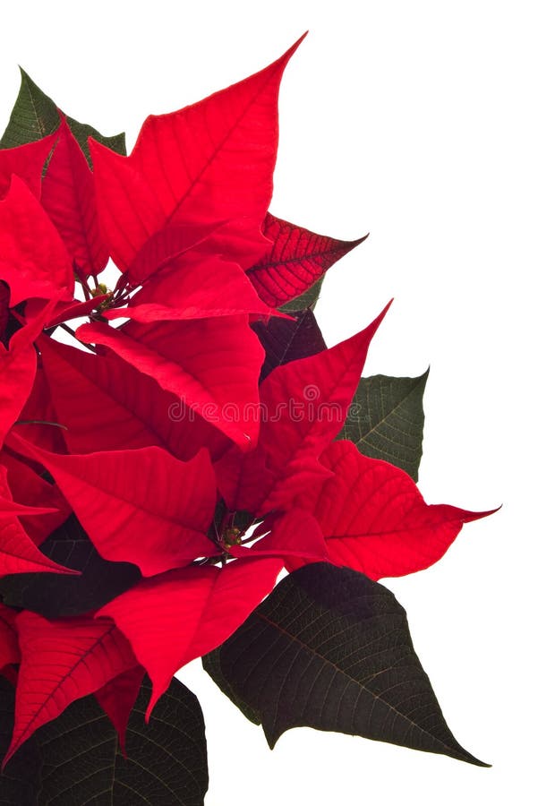 Poinsettia Flower stock image. Image of celebration, isolated 1655557