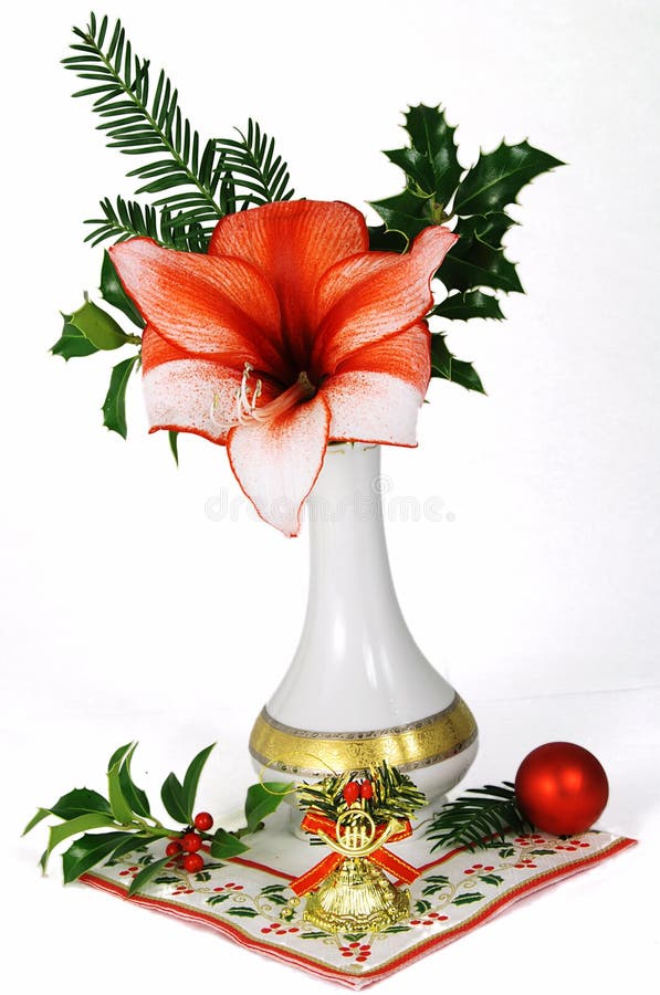 Christmas flower stock photo. Image of season, needle 3766544