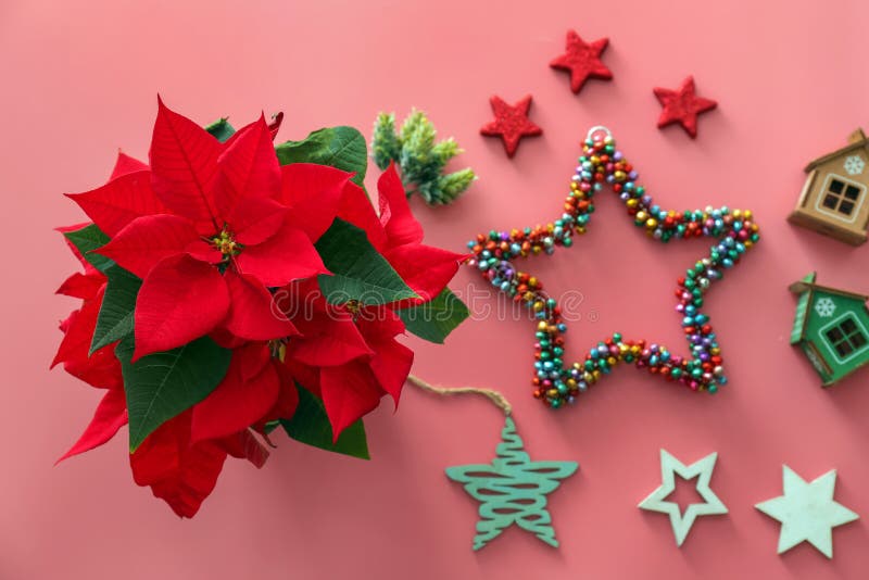 Christmas flower poinsettia with decorations on color background royalty free stock images Christmas flower poinsettia with decorations on color background royalty free stock images