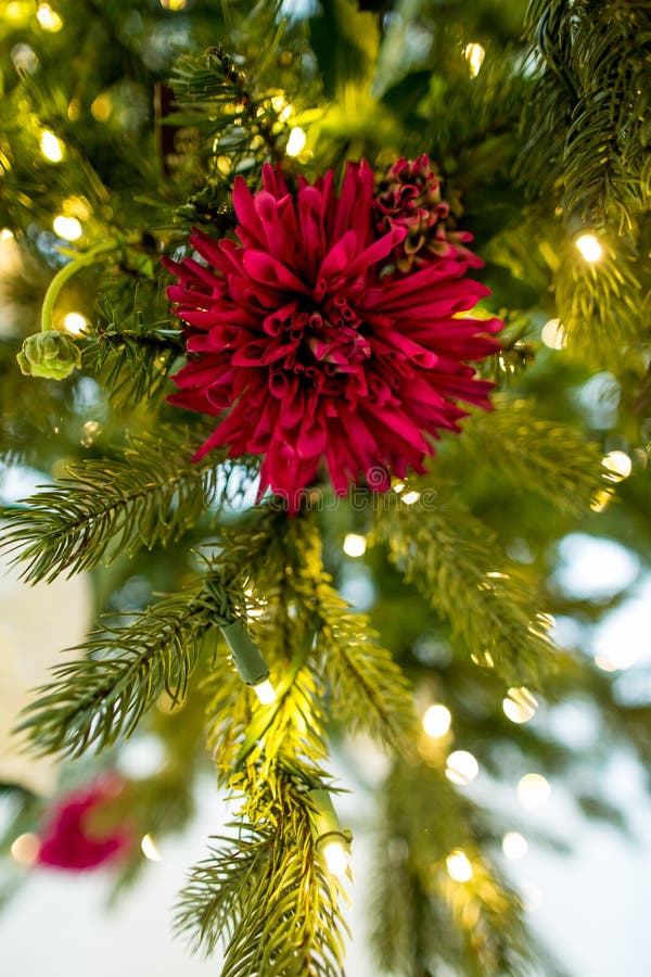 Christmas flower stock photo. Image of lights, tree, cold 35327552