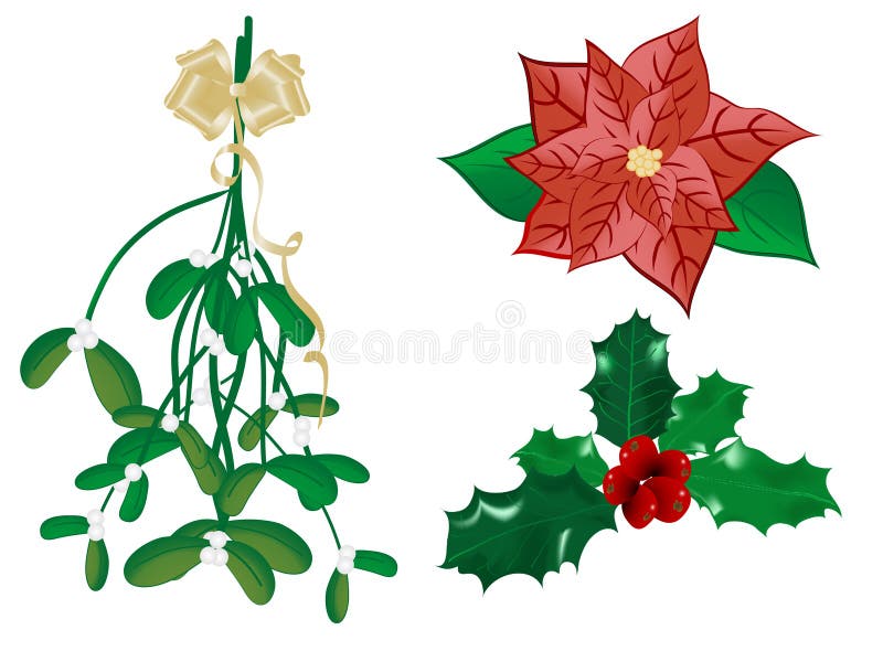 Plants, Christmas Decorations. Spruce, Holly, Yew, Mistletoe, Ivy