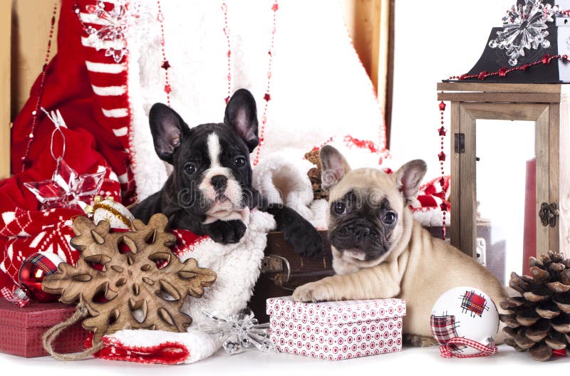 Christmas French Bulldog stock image. Image of puppy - 47256393