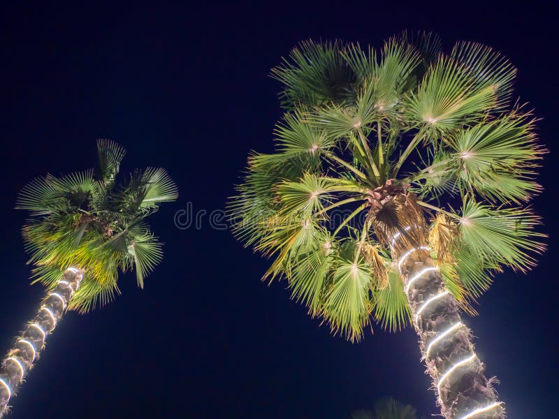 Christmas Garlands and Light Illumination on a Two Palms Tree at Night