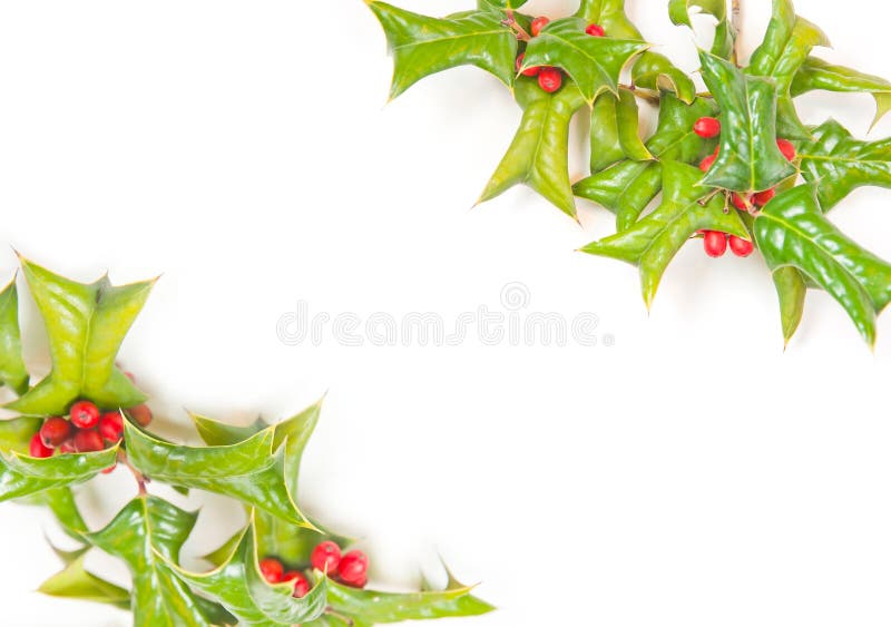 Christmas green holly berry framework