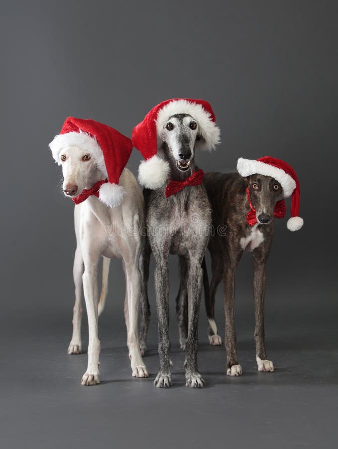Greyhound In Christmas Costume Stock Photo Image of love, holiday 4973246