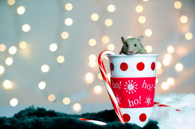 Christmas Hamster royalty free stock photo Christmas Hamster royalty free stock photo