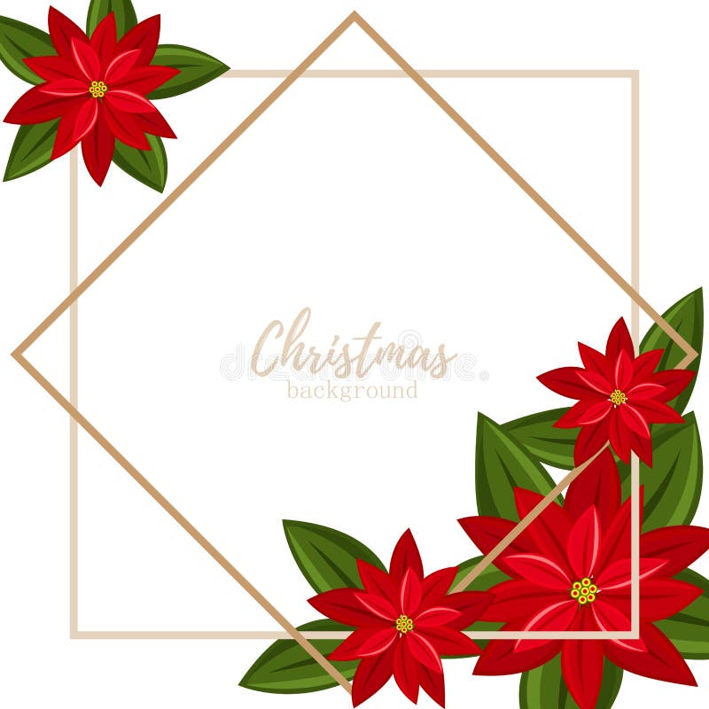 Christmas holiday season background with Red Poinsettia Christmas flower on white background with copy space and gold frame. vector illustration Christmas holiday season background with Red Poinsettia Christmas flower on white background with copy space and gold frame. vector illustration