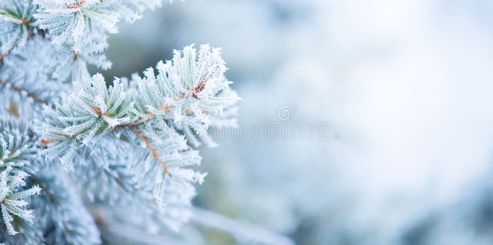 Winter Snowy In Hill Of Tree With Snowfall Background Design