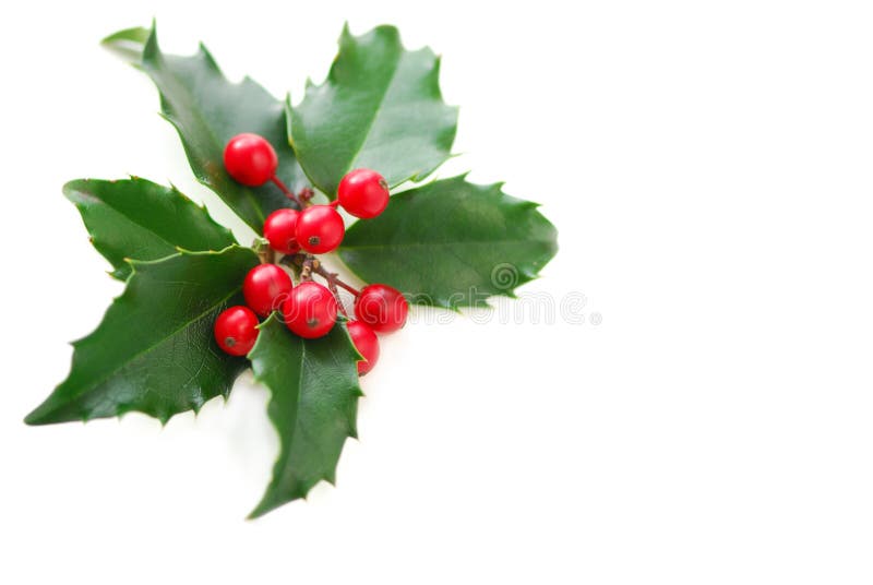 Christmas holly leaves and berries isolated on white background