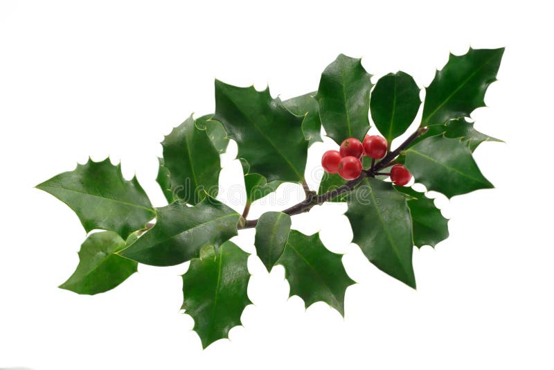 Christmas holly with berries isolated on white