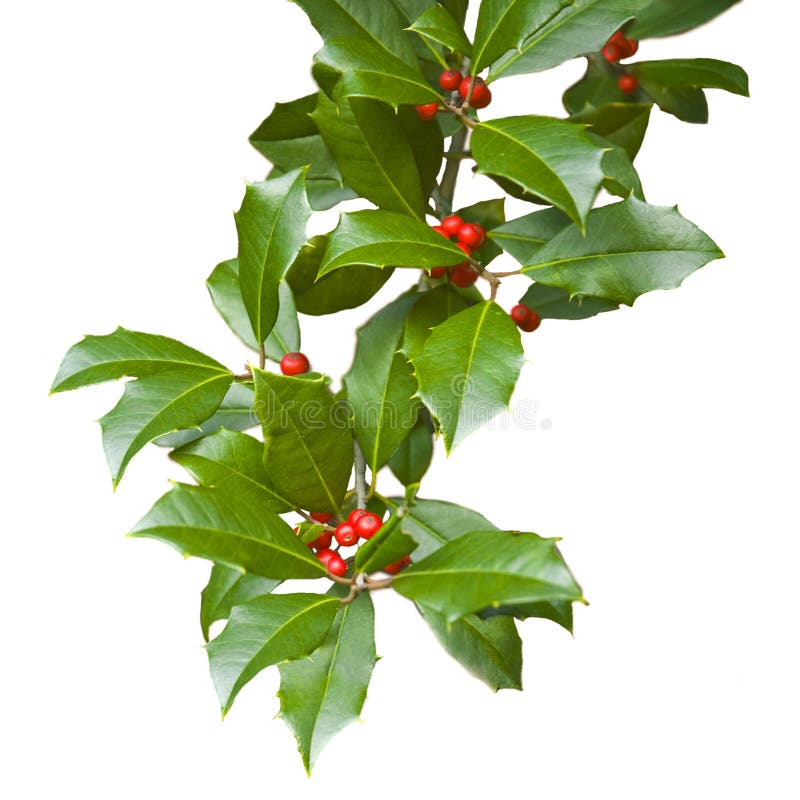 American holly (ilex opaca) branch with leaves and berries isolated on white for Christmas. The female holly tree has red berries. American holly (ilex opaca) branch with leaves and berries isolated on white for Christmas. The female holly tree has red berries.