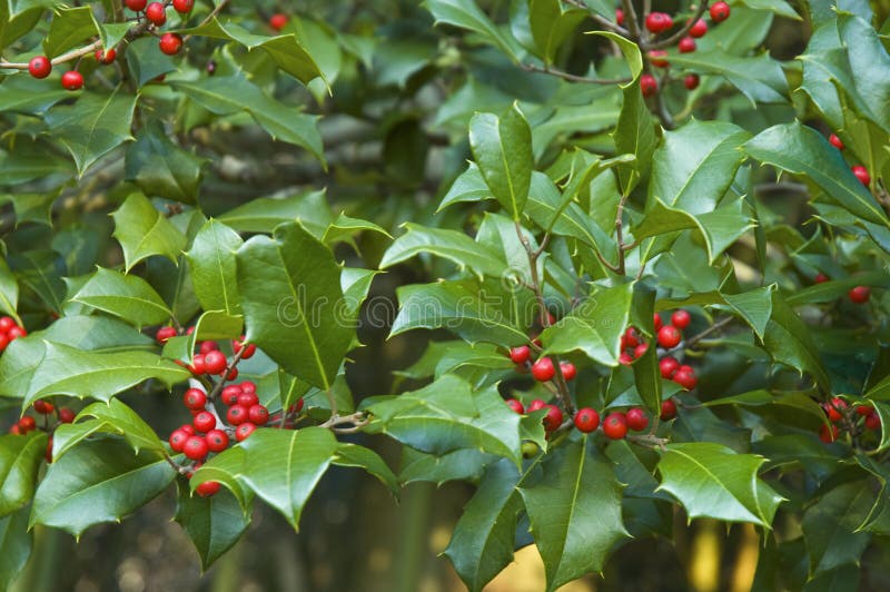 Christmas holly branches on American holly tree (ilex opaca) with green leaves and red berries making an all-over natural pattern for a holiday card, background or wallpaper. This is a female holly tree since it bears fruit: the red berries. Christmas holly branches on American holly tree (ilex opaca) with green leaves and red berries making an all-over natural pattern for a holiday card, background or wallpaper. This is a female holly tree since it bears fruit: the red berries.