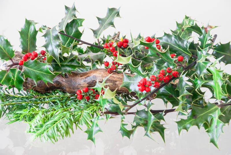 Christmas Holly Bush with Berries Stock Image - Image of symbol, natural: 104882231