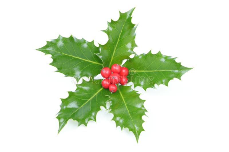 Christmas Holly Stock Image Image Of December Seasonal 1546259