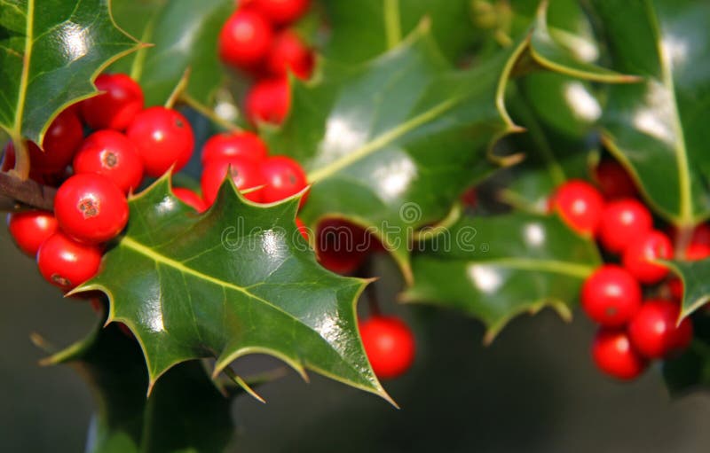 Christmas Holly and red berries