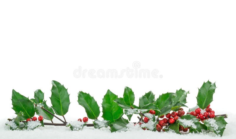 Christmas holly with snow with copy space on a white background. Christmas holly with snow with copy space on a white background