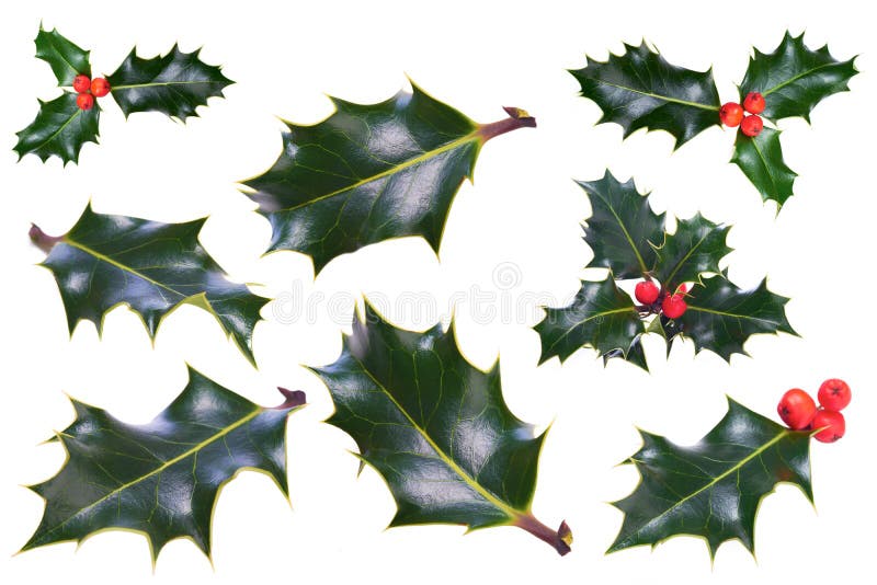 A sprig of Christmas holly on a white background.