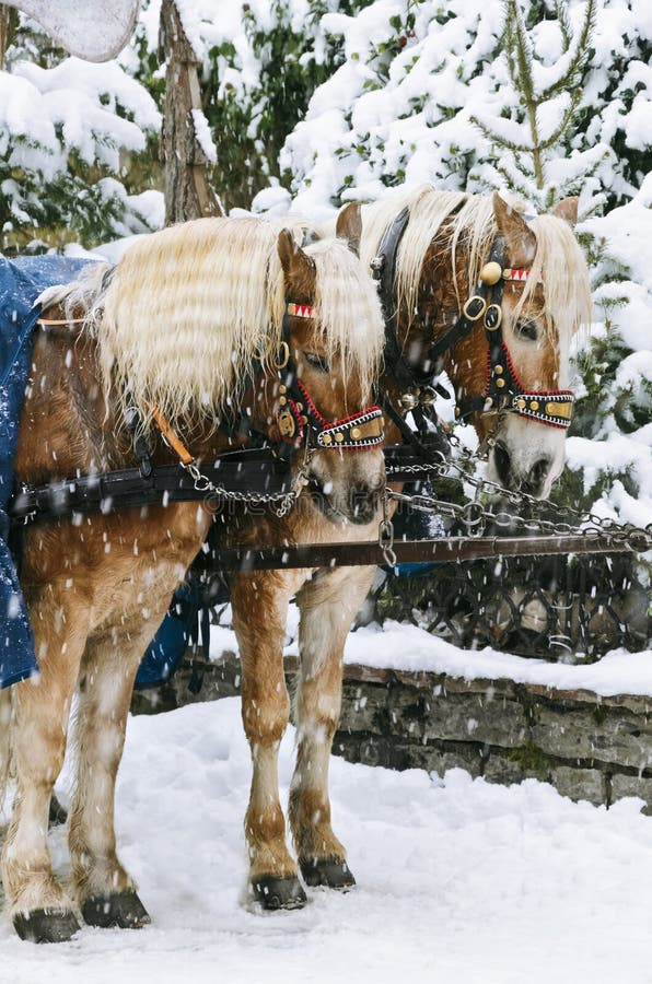 Christmas Horses