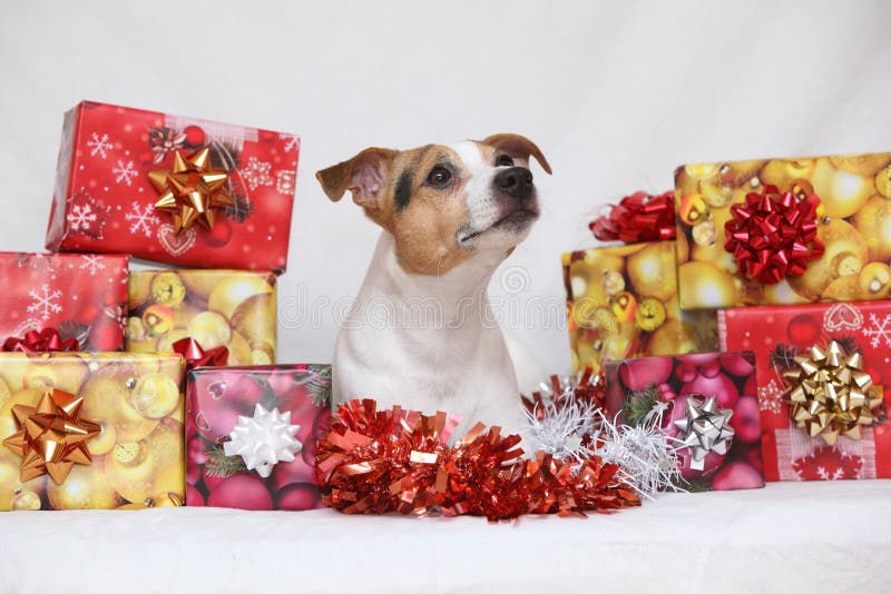 Christmas Jack Russell Terrier with Gifts Stock Photo Image of