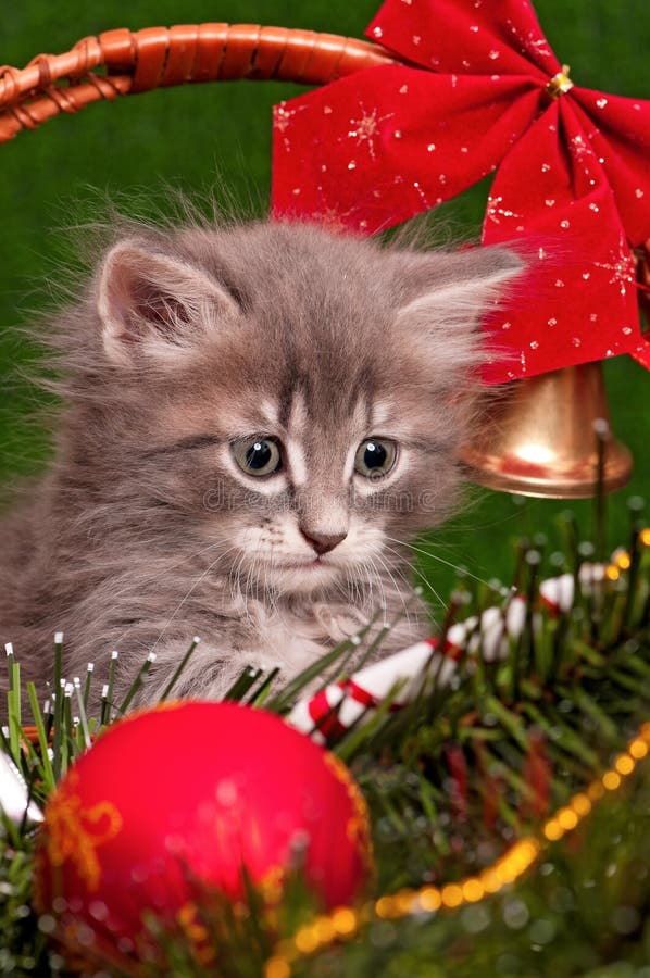 Christmas kitten stock photo. Image of kitty, decorations 45412230