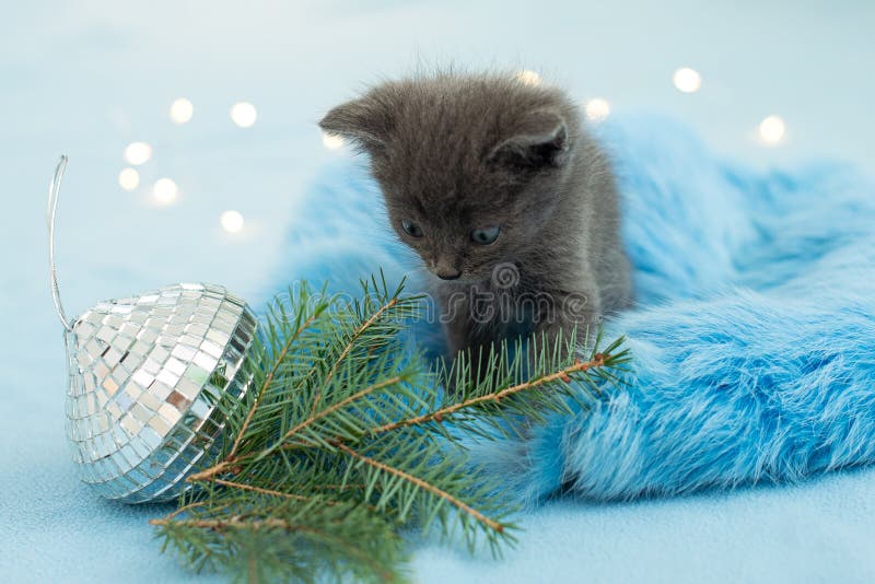Christmas Kitten. Little Cat with Christmas Tree and Lights Stock Photo