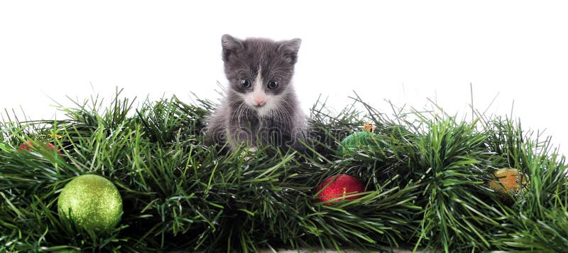 Christmas Kitty Border