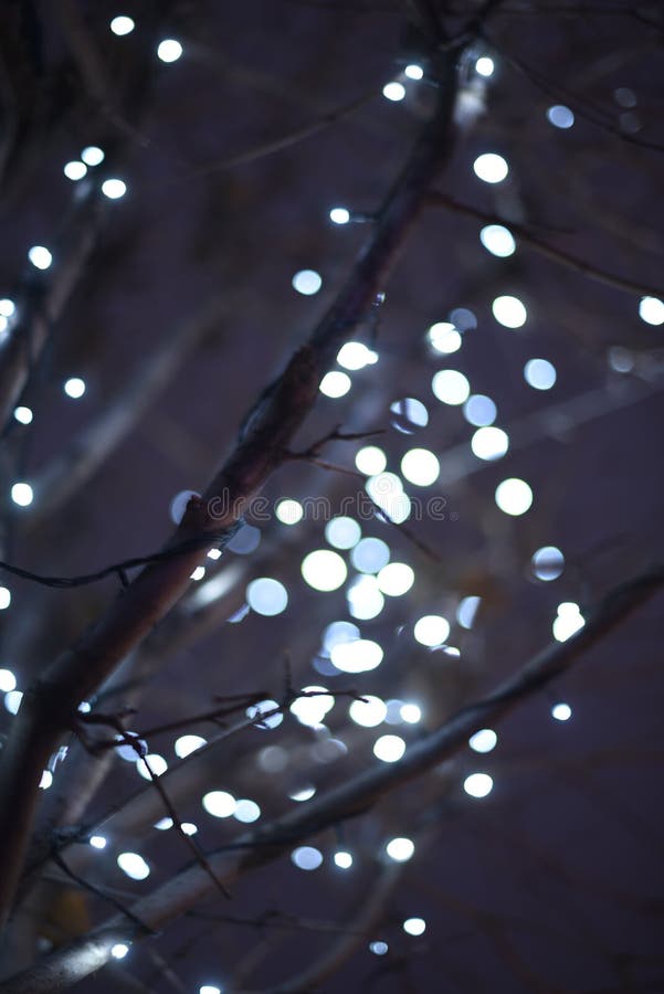 Christmas light background. Decorated trees. Holiday glowing backdrop on the dark blue night sky. Defocused background. blurred