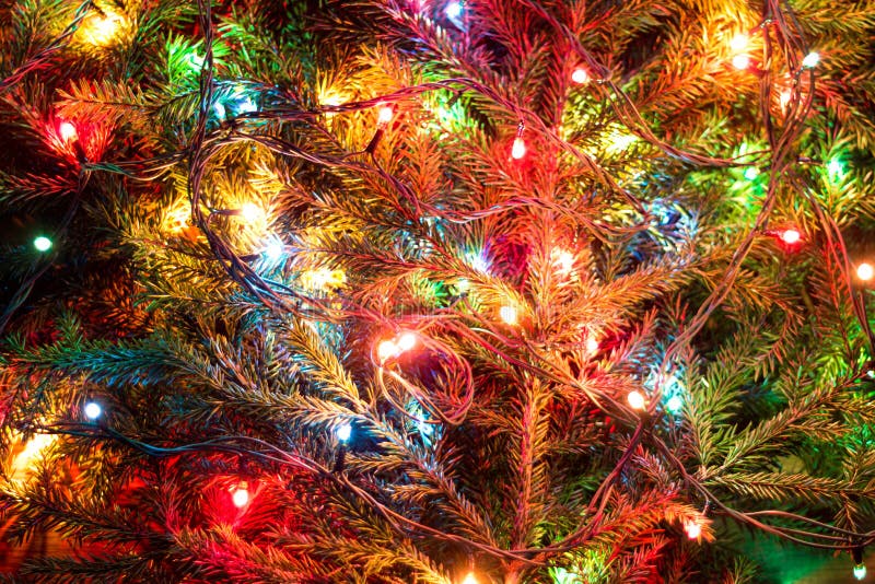 Christmas lights stock image. Image of tree, blue, branches 46949611