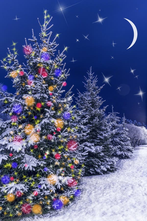 Snow Covered Christmas Tree Stands Out Brightly in Stock Image - Image ...