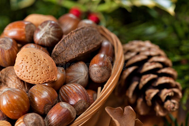 Christmas nuts stock image. Image of xmas, holly, decoration 35904115