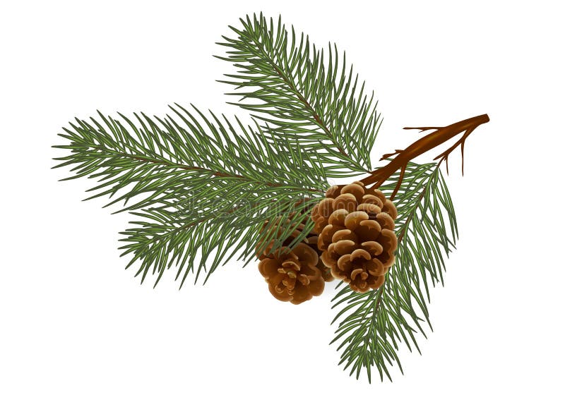 Cedar / pine branch with cones. Isolated without a shadow. naturein the details. Drawing. Christmas decor. stock photography