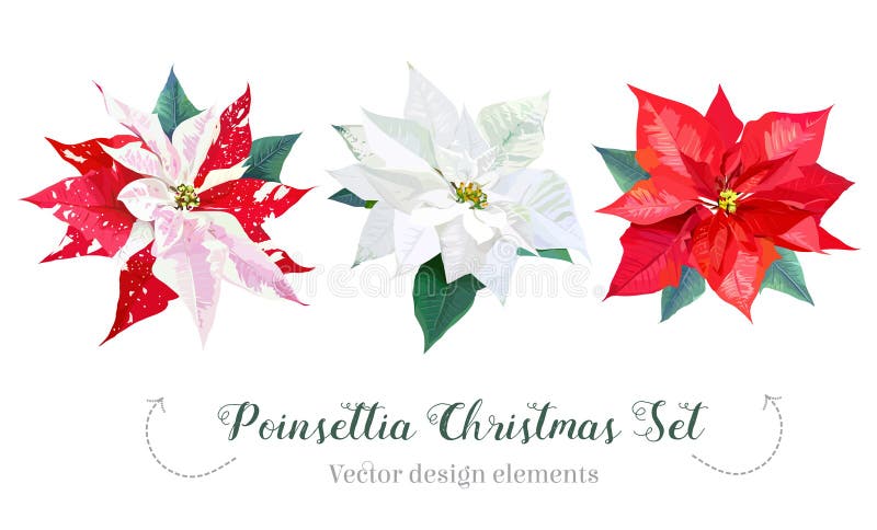 Poinsettia Flowers and Christmas Floral Elements - in Watercolor Stock  Vector