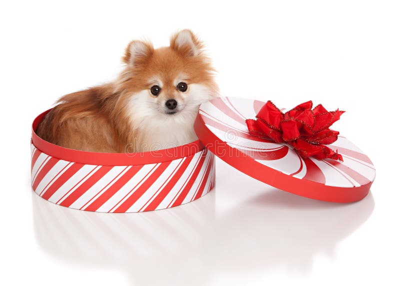 Christmas Pomeranian