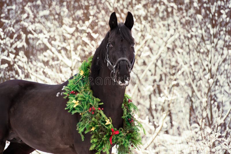 Christmas portrait of black beautiful horse