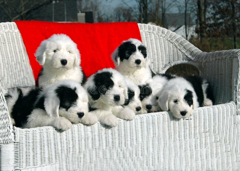Christmas Puppies royalty free stock image Christmas Puppies royalty free stock image