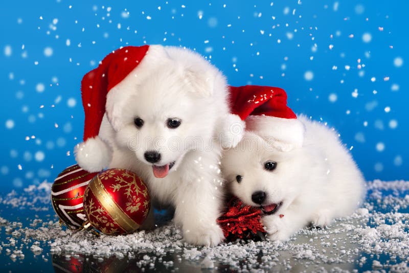 Christmas puppies Spitz