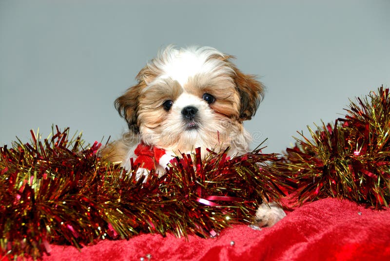 Christmas Shih Tzu Puppy stock image. Image of holiday - 3655887