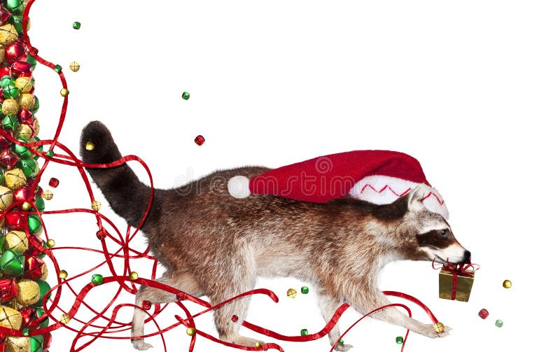 Christmas raccoon stock image. Image of animal, abstract 22100111