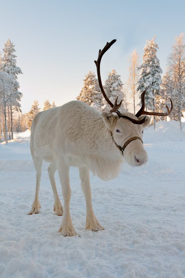 Christmas reindeer