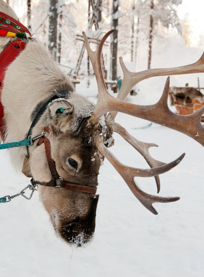 Christmas Reindeer